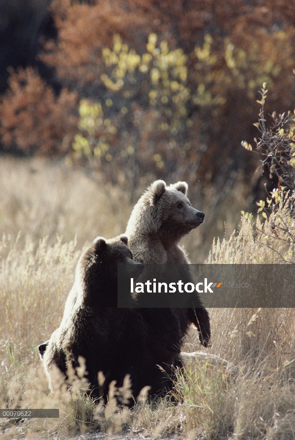 Pie de oso pardo (Ursus arctos horribilis) par en hierba alta, Alaska