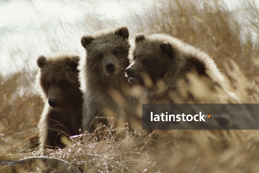 Oso Grizzly (Ursus arctos horribilis) cub trío contraluz al atardecer, Alaska