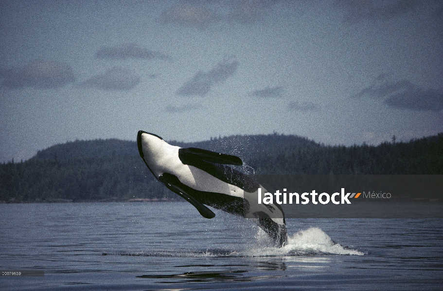 Macho de Orca (Orcinus orca) violar, estrecho de Johnstone, Columbia Británica, Canadá