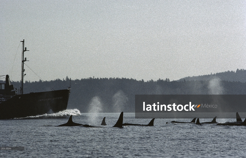 Vaina de Orca (Orcinus orca) superficie al lado de transporte petrolero, Columbia Británica, Canadá