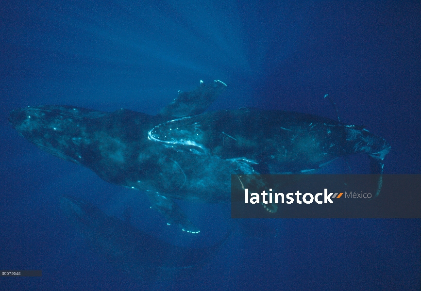 Ballena jorobada (Megaptera novaeangliae) madre y cría en las aguas azules de la costa de Kona, Hawa