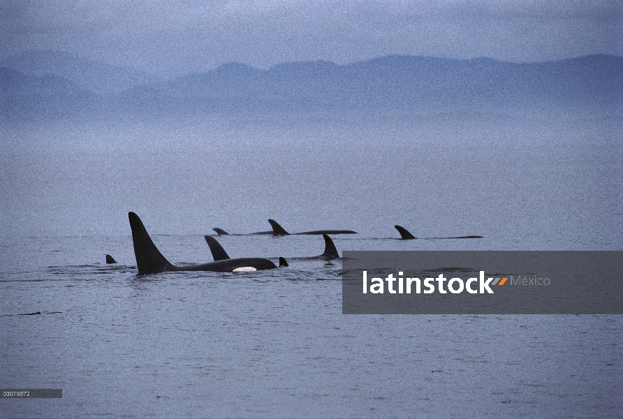 Vaina de Orca (Orcinus orca) superficie, isla de Vancouver, Canadá