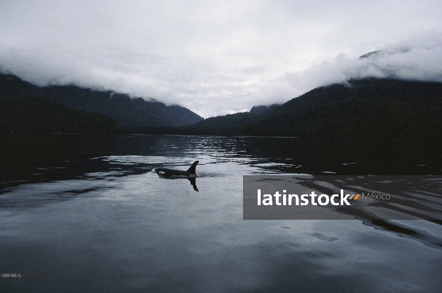 Orca (Orcinus orca) en la reserva ecológica de Robson Bight, isla de Vancouver, Columbia Británica, 