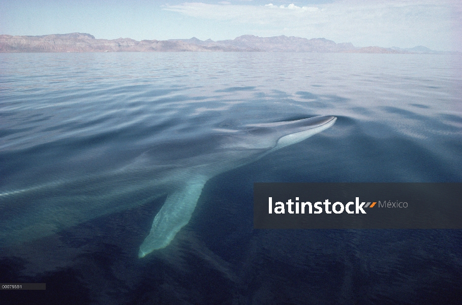 Rorcual (común Balaenoptera physalus) superficie, Baja California, México