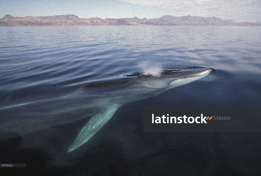 Rorcual (común Balaenoptera physalus) superficie, Baja California, México