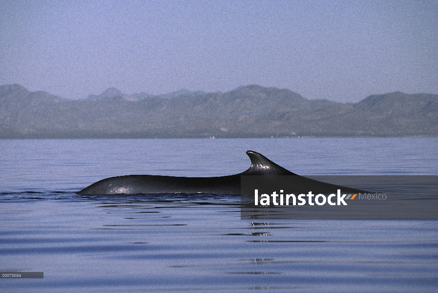 Aleta de natación de la ballena (Balaenoptera physalus) en la superficie del mar de Cortés, Baja Cal