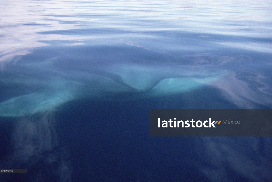 Aleta de natación de la ballena (Balaenoptera physalus) cerca de la superficie, Baja California, Méx