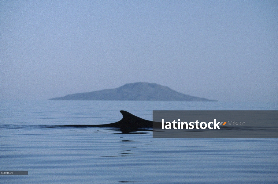 Aleta dorsal de la ballena (Balaenoptera physalus), Baja California, México