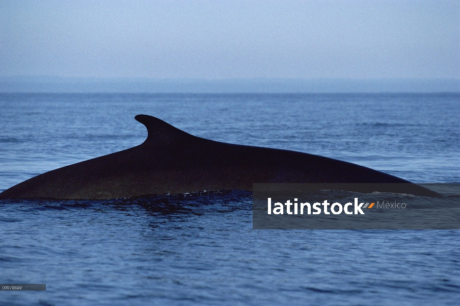 Rorcual (común Balaenoptera physalus) recorta la aleta dorsal, Baja California, México