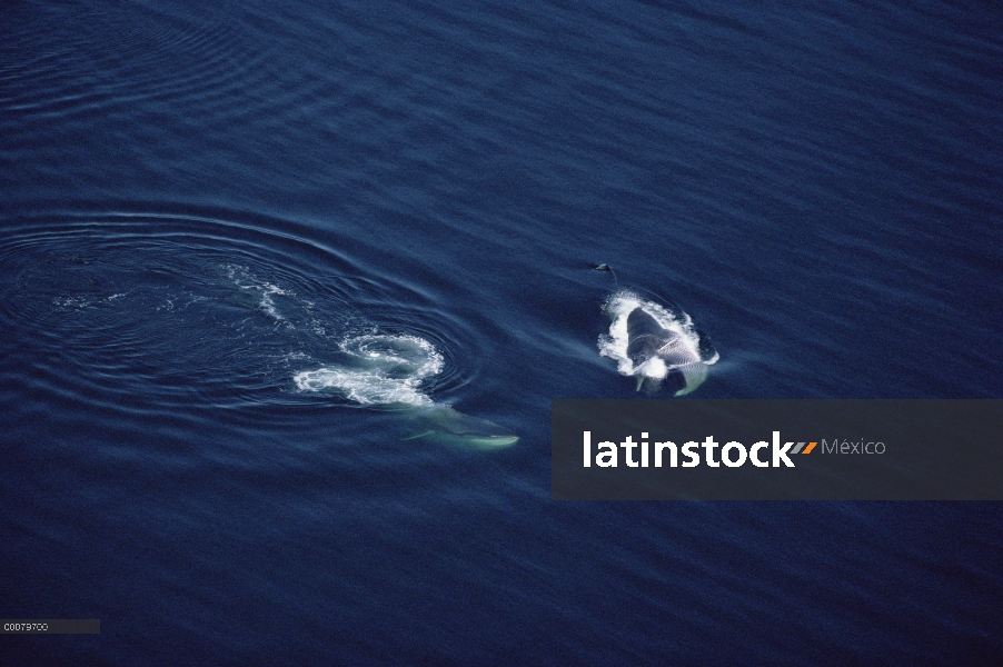 Vista aérea de la ballena (Balaenoptera physalus) de pareja, Baja California, México la aleta