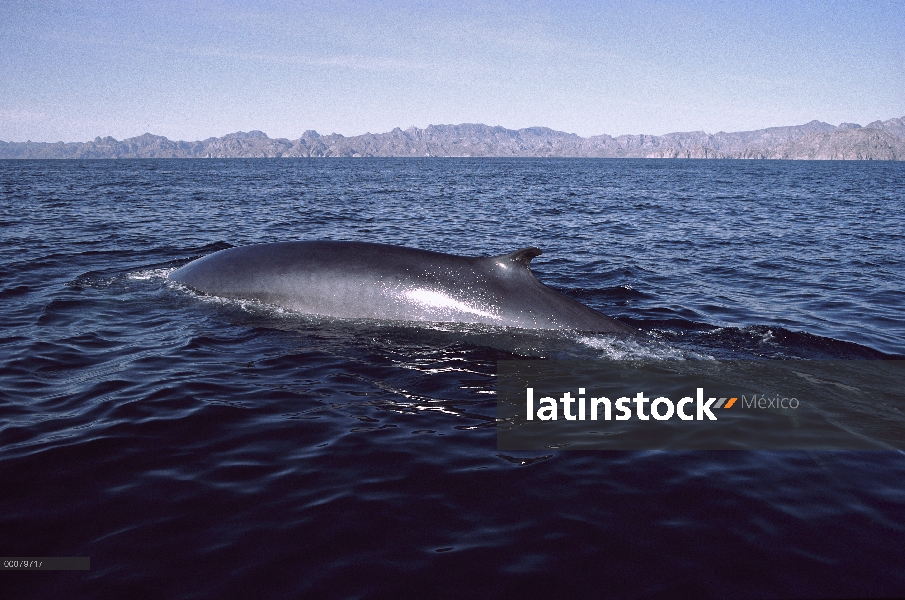 Rorcual (común Balaenoptera physalus) natación, reverso, superficie, Baja California, México