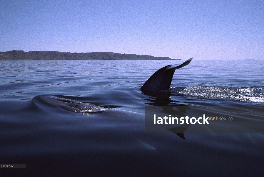 Aleta par de ballena (Balaenoptera physalus), superficie, mar de Cortés, México