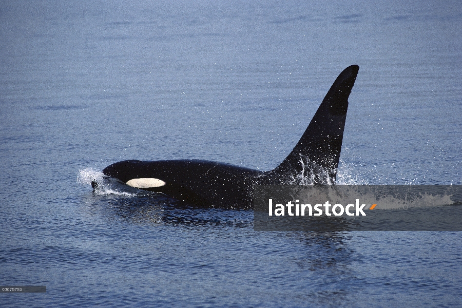 Orca (Orcinus orca) superficie, estrecho de Johnstone, Columbia Británica, Canadá