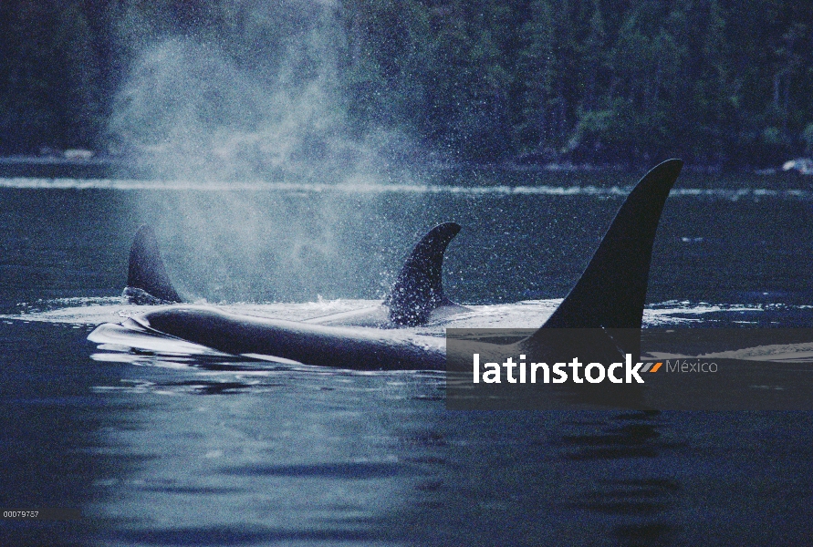 Trío de Orca (Orcinus orca) superficie, Alaska