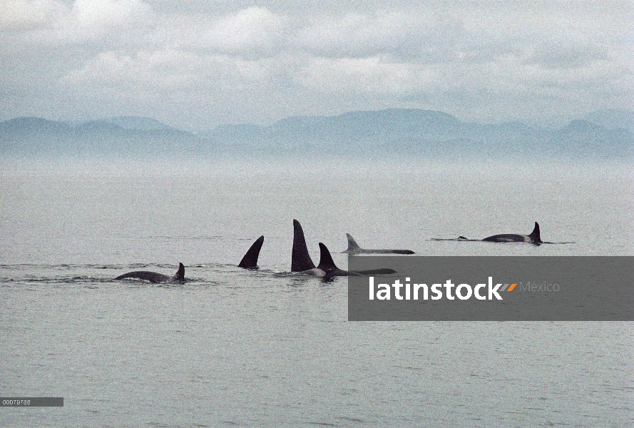 Vaina de Orca (Orcinus orca) superficie, Alaska