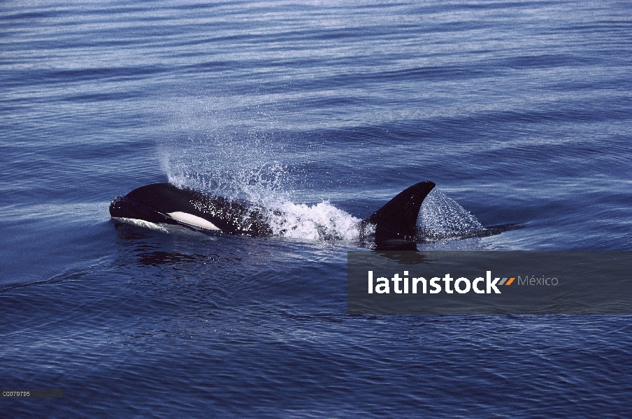 Orca (Orcinus orca) echa en chorro como que superficies, Alaska