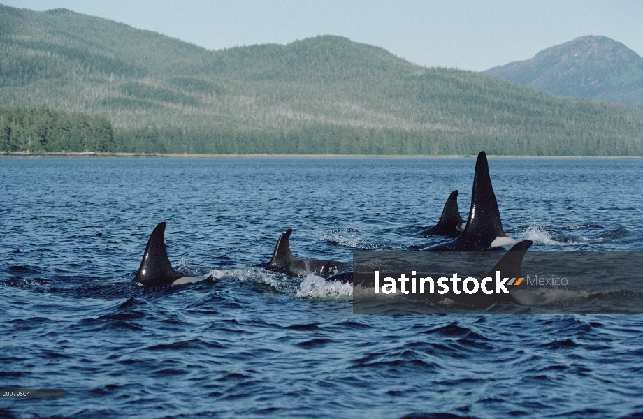 Vaina de Orca (Orcinus orca) en superficie, Alaska