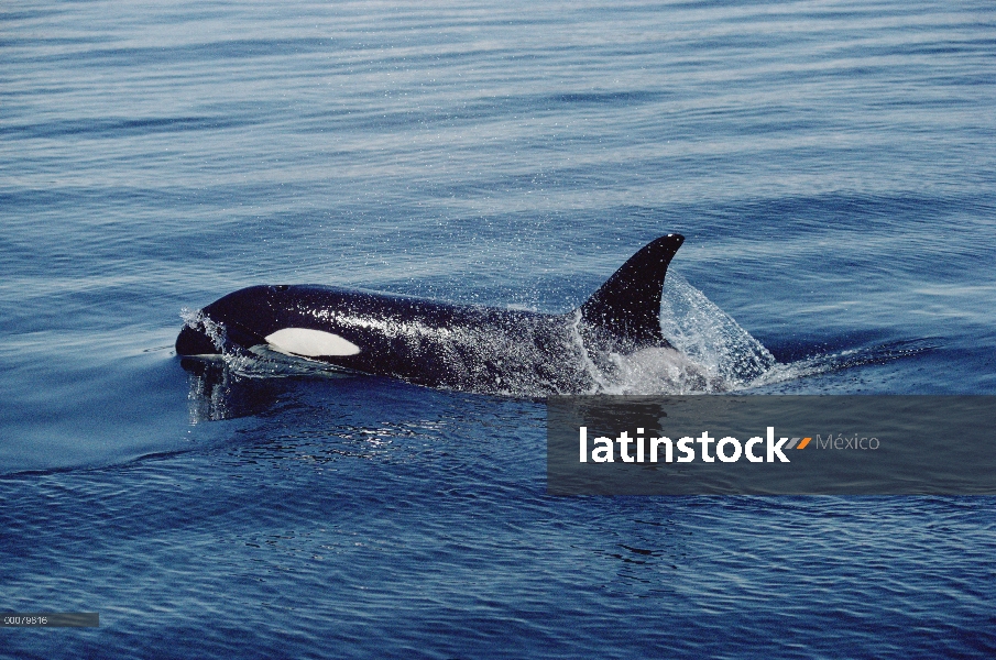 Orca (Orcinus orca) superficie, estrecho de Johnstone, Columbia Británica, Canadá