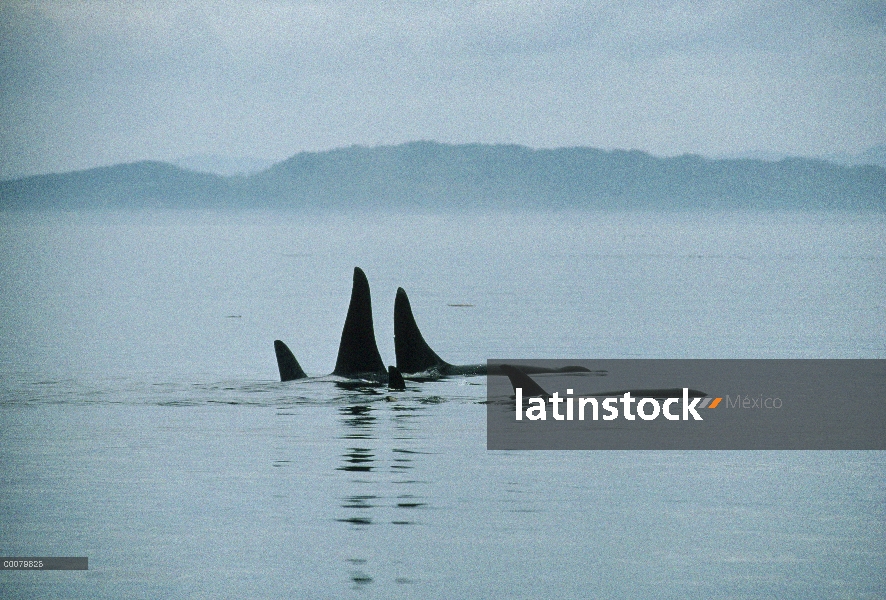 Grupo orca (Orcinus orca) superficie, estrecho de Johnstone, Columbia Británica, Canadá