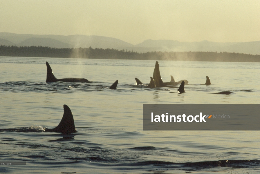 Grupo orca (Orcinus orca) superficie, estrecho de Johnstone, Columbia Británica, Canadá