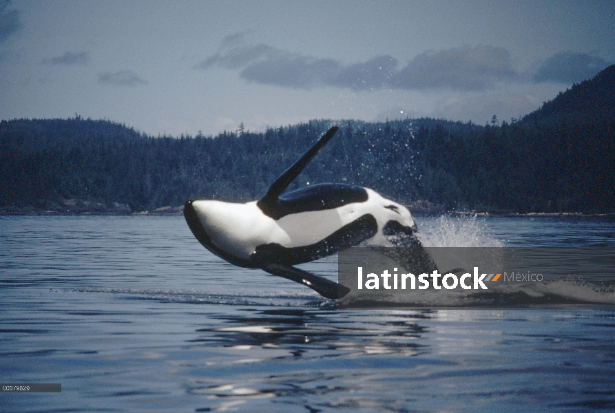 Macho adulto de Orca (Orcinus orca) llamado B-3 incumplir, estrecho de Johnstone, Columbia Británica