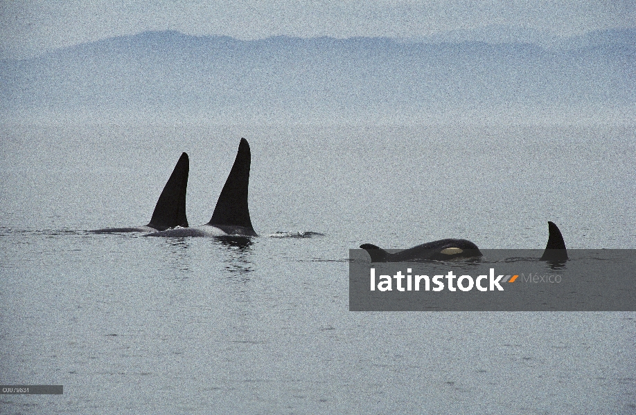 Vaina de Orca (Orcinus orca) con ternero, cerca de isla de Vancouver, Columbia Británica, Canadá