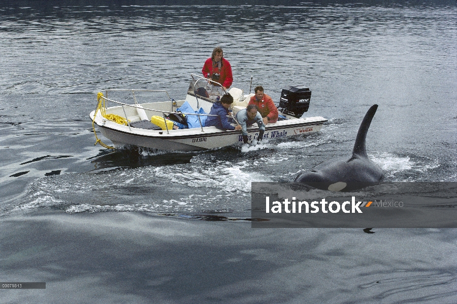 Par de Orca (Orcinus orca) filmado para 