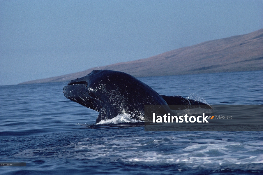 Ballena jorobada (Megaptera novaeangliae) violar, Hawaii