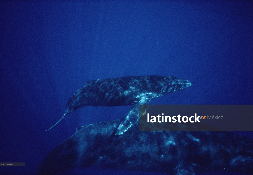 Ballena jorobada (Megaptera novaeangliae) madre y el becerro, Hawaii