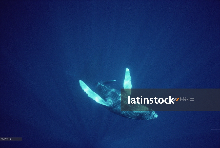 Ballena jorobada (Megaptera novaeangliae) submarinos, Hawaii