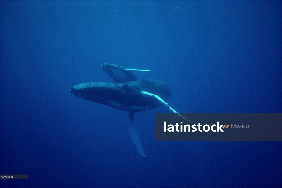 Ballena jorobada (Megaptera novaeangliae) madre y cría, bajo el agua, Hawaii