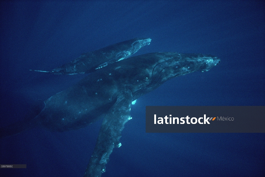 Ballena jorobada (Megaptera novaeangliae) madre y el becerro de la costa de Kona, Hawaii