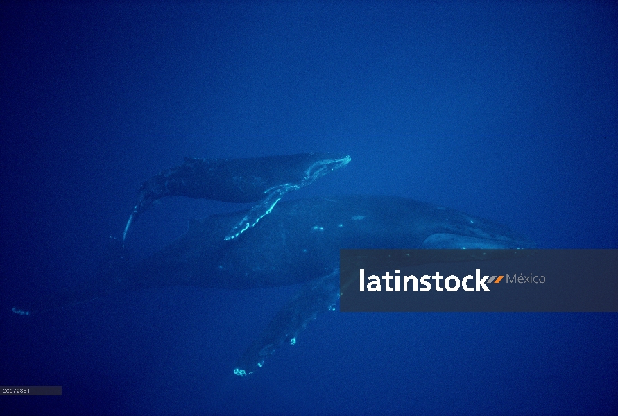 Ballena jorobada (Megaptera novaeangliae) madre y el becerro, Hawaii