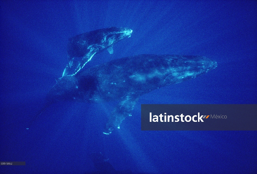 Ballena jorobada (Megaptera novaeangliae) madre y el becerro, Hawaii