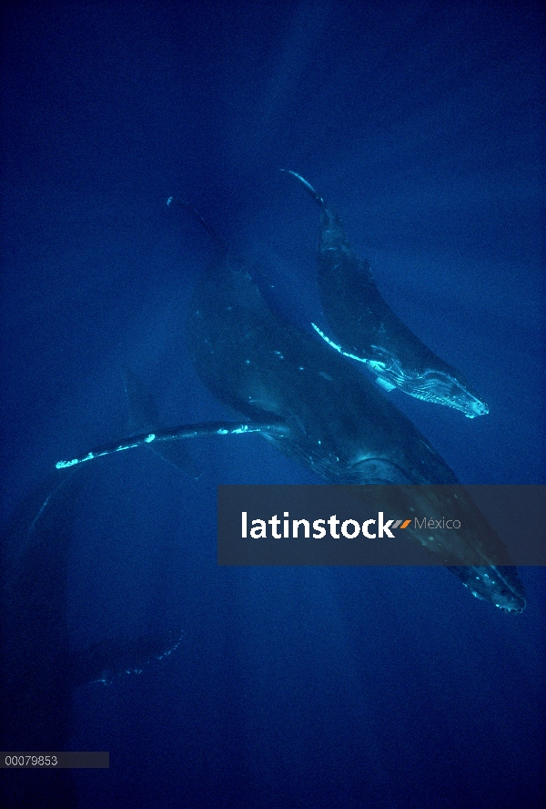 Ballena jorobada (Megaptera novaeangliae) madre y el becerro, Hawaii