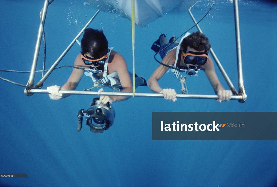 Investigadores observando el comportamiento de la ballena en el agua clara, Hawaii