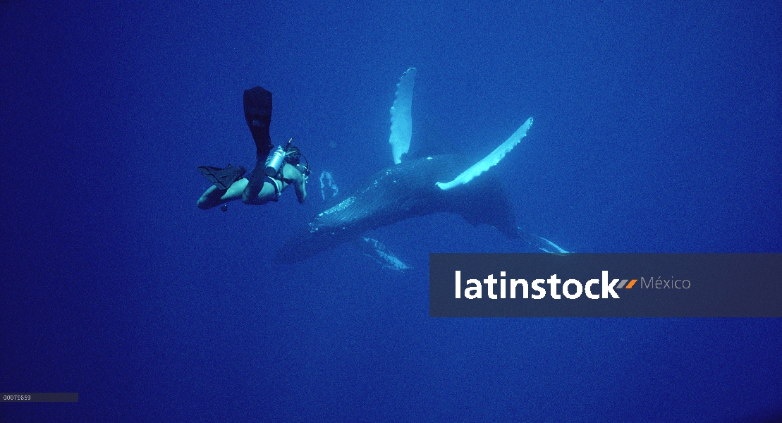 Ballena jorobada (Megaptera novaeangliae) filmada por buceador Chuck Nicklin, Maui