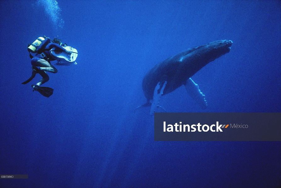 Ballena jorobada (Megaptera novaeangliae) filmada por buceador Chuck Nicklin, Maui, Hawaii