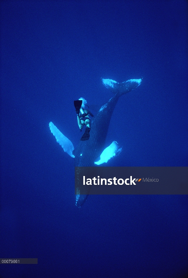 Ballena jorobada (Megaptera novaeangliae) filmada por buceador Chuck Nicklin, Maui