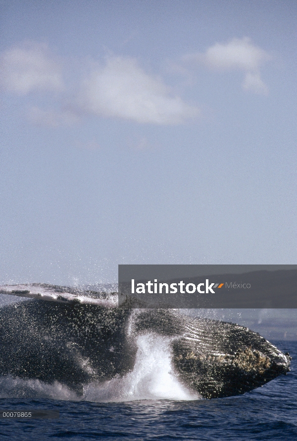 Ballena jorobada (Megaptera novaeangliae) violar, Maui, Hawaii