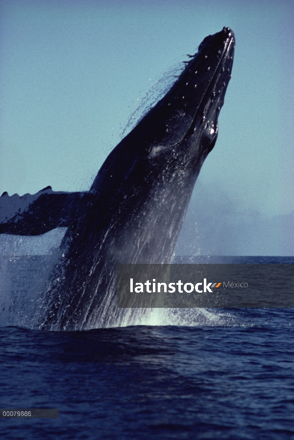 Ballena jorobada (Megaptera novaeangliae) violar, Hawaii