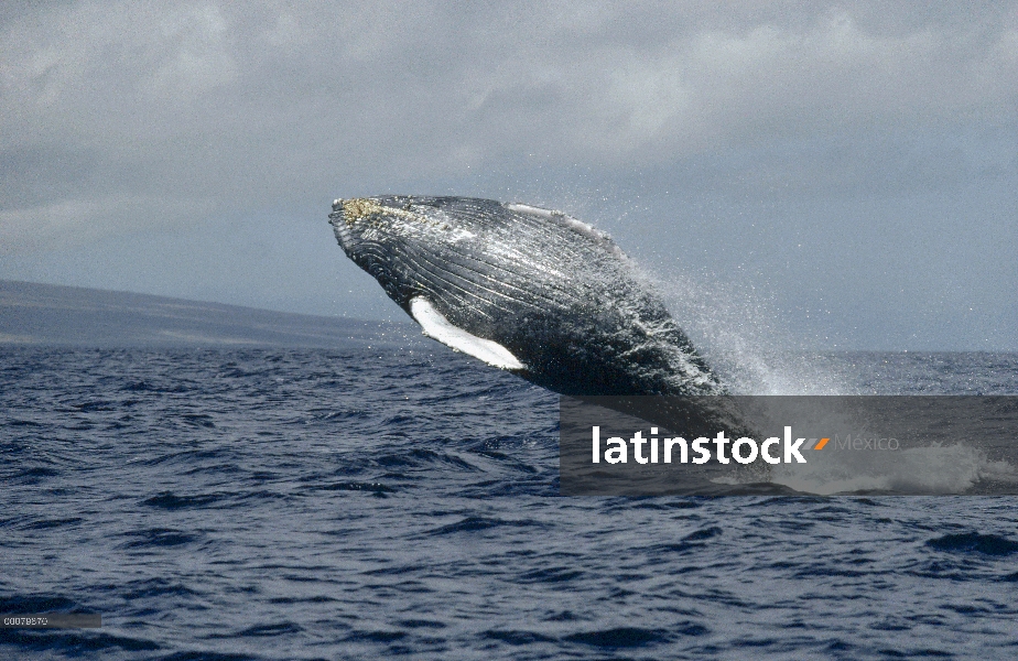 Ballena jorobada (Megaptera novaeangliae) violar, Hawaii