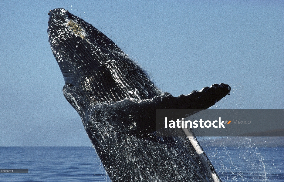 Ballena jorobada (Megaptera novaeangliae) violar, Hawaii