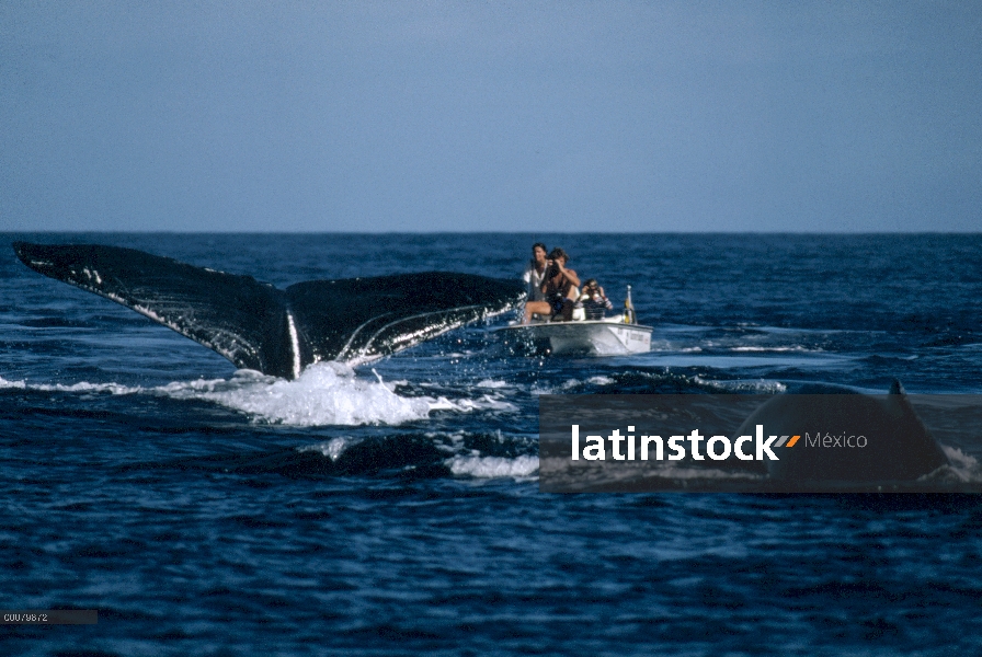 Cola de ballena jorobada (Megaptera novaeangliae) observada por los biólogos, Hawaii