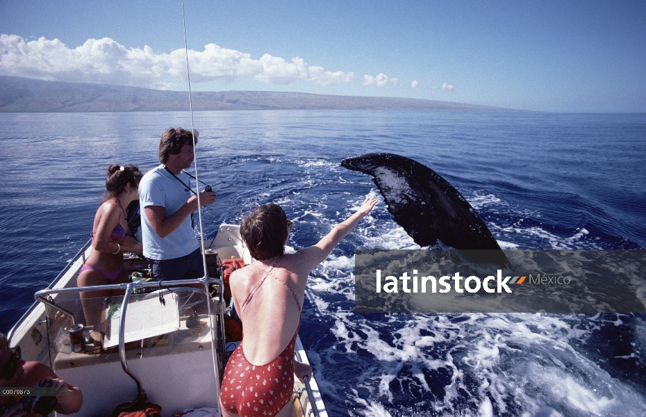 Los turistas ver la ballena jorobada (Megaptera novaeangliae), Hawaii