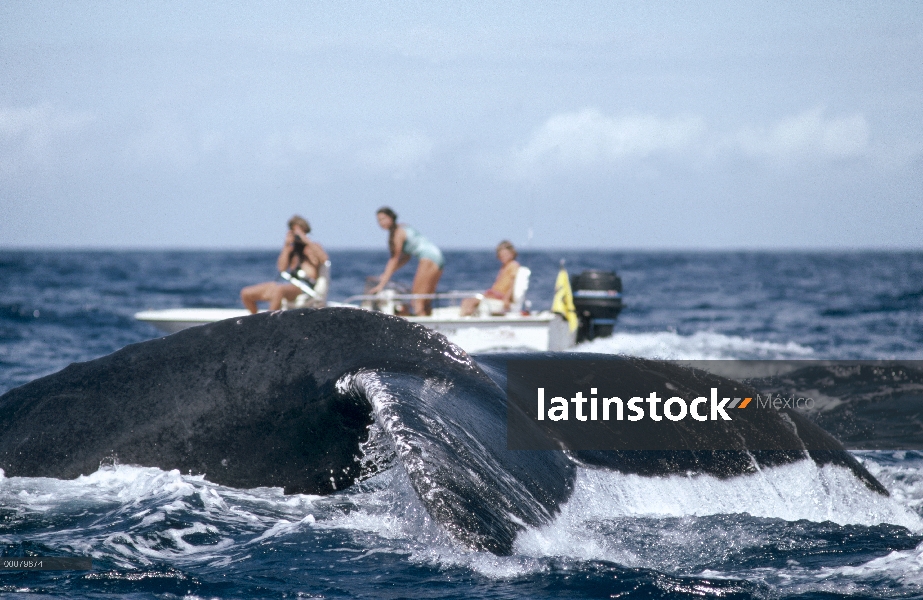 Cola de ballena jorobada (Megaptera novaeangliae) con velero en fondo, Hawaii