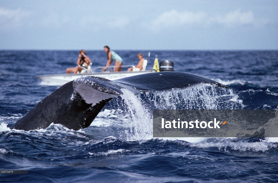 Los investigadores fotografiar ballenas jorobadas (Megaptera novaeangliae), Hawaii