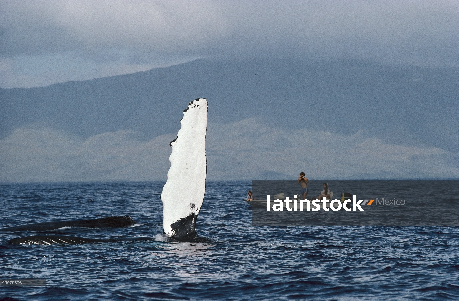 Ballena jorobada (Megaptera novaeangliae) abofetear a la aleta pectoral, vigilado por Graeme Ellis y