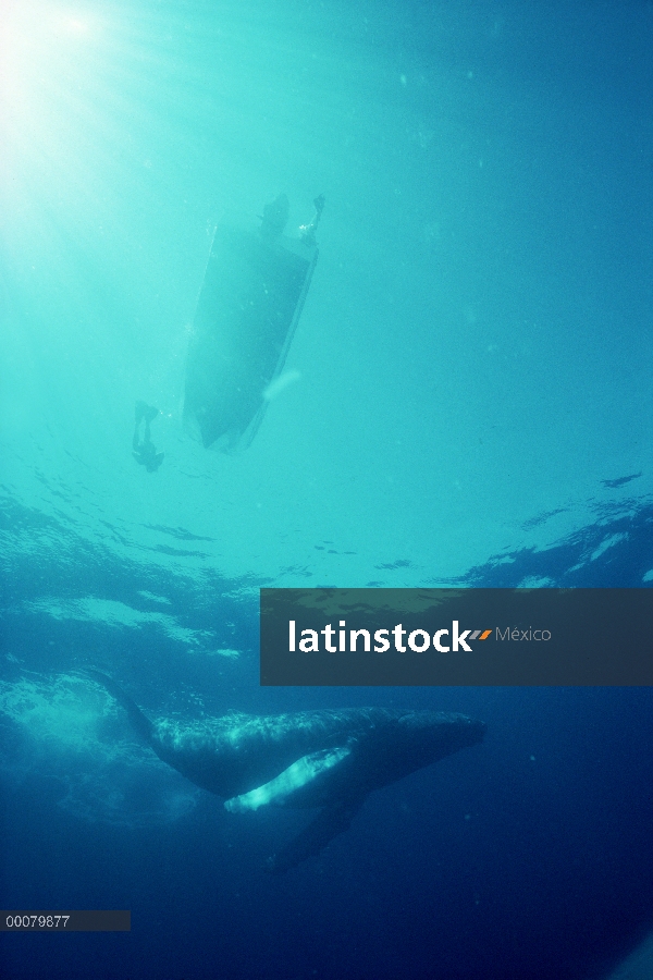 Ballena jorobada (Megaptera novaeangliae) filmada por buzo, Hawaii