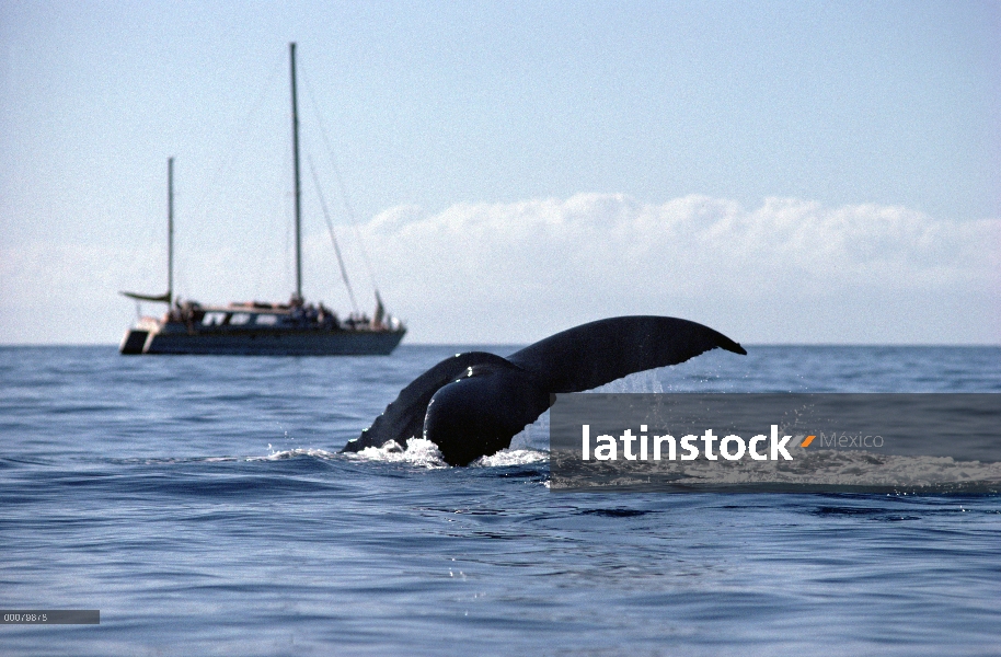 Ballena jorobada (Megaptera novaeangliae) buceo cerca de avistamiento de ballenas barco, Hawaii